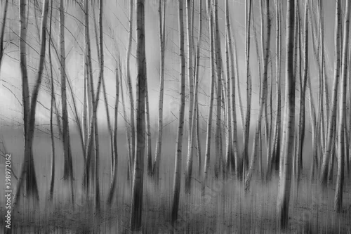 Obraz Brzozy w lesie