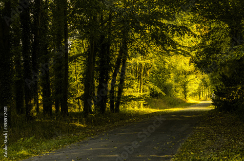 dark summer forest road through the forest with golden light at the end