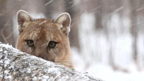 Mountain Lion, Cougar in snow, taken in central Minnesota