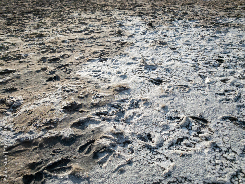 Solonchak, Saiga hoof tracks on the surface of a dried up lake saline