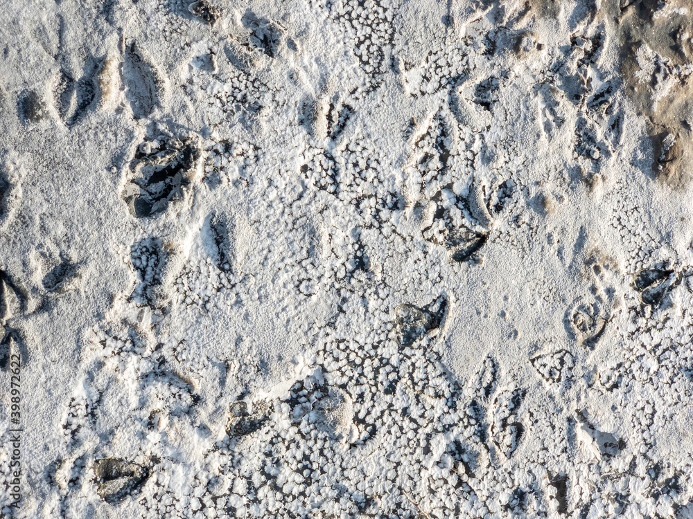 Solonchak, Saiga hoof tracks on the surface of a dried up lake - saline. Chyornye Zemli (Black Lands) Nature Reserve, Kalmykia region, Russia. Solonchak, Saiga hoof tracks on the surface of a dried up lake - saline. Chyornye Zemli (Black Lands) Nature Reserve, Kalmykia region, Russia.