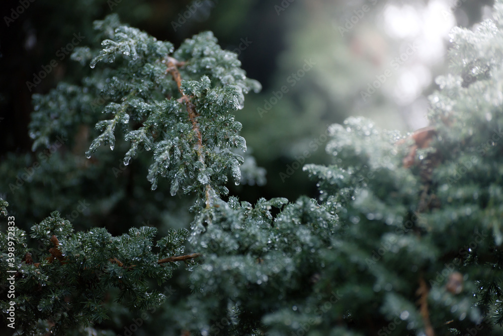 Christmas, winter background with frosty thuja tree. Macro shot