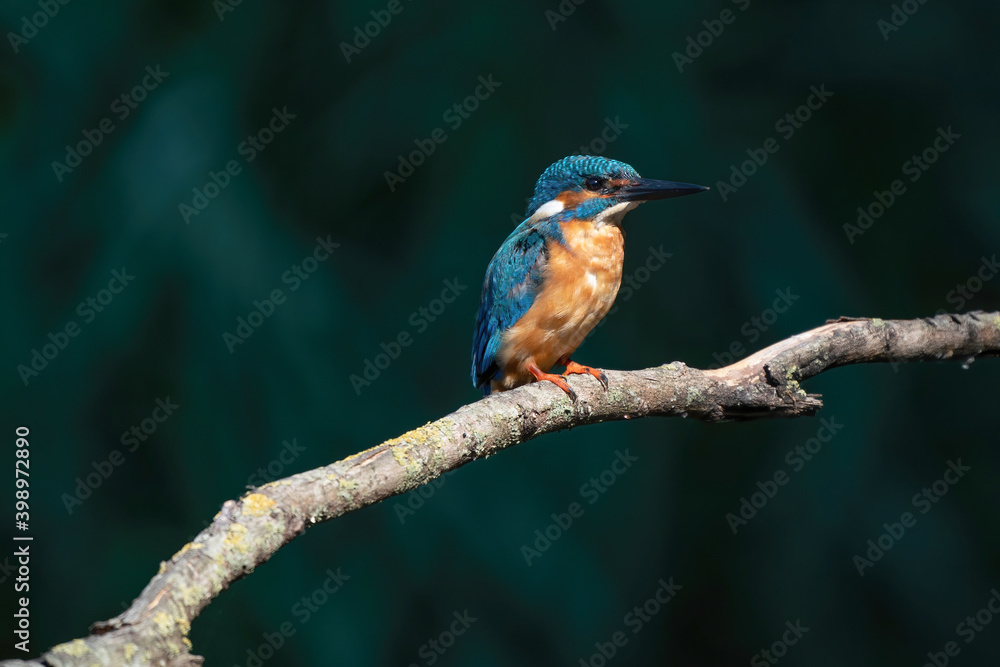 Beautiful blue Kingfisher bird, male Common Kingfisher, sitting on a branch, side profile Beautiful blue Kingfisher bird, male Common Kingfisher, sitting on a branch, side profile