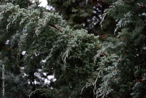 Christmas  winter background with frosty thuja tree. Macro shot