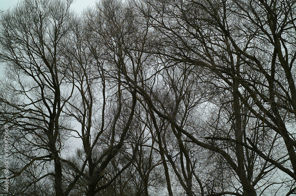 natural background, tree branches against a gray sky natural background, tree branches against a gray sky
