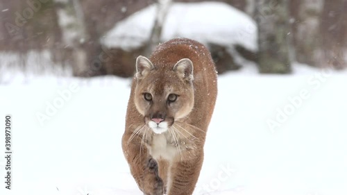 Cougar, Mountain Lion walking in snow