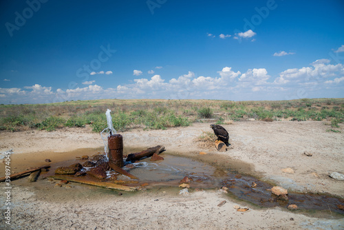 Steppe eagle / Aquila nipalensis. Chyornye Zemli (Black Lands) Nature Reserve, Kalmykia region, Russia. photo