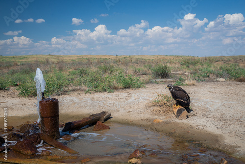 Steppe eagle / Aquila nipalensis. Chyornye Zemli (Black Lands) Nature Reserve, Kalmykia region, Russia. photo