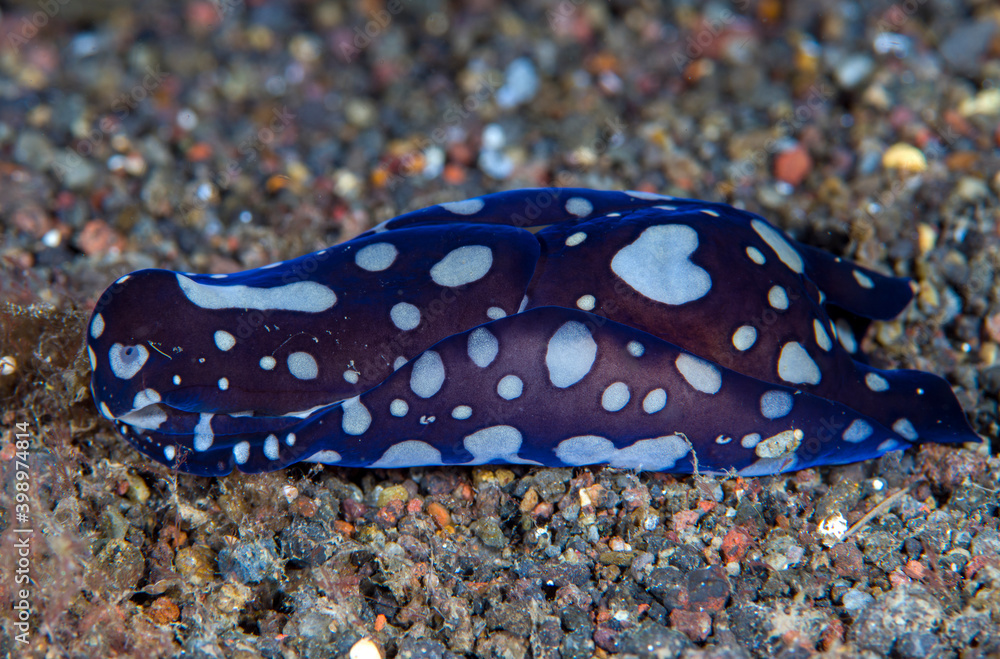 Nudibranch (sea slug) - Tubulophilinopsis pilsbryi. Macro underwater world of Tulamben, Bali, Indonesia. Nudibranch (sea slug) - Tubulophilinopsis pilsbryi. Macro underwater world of Tulamben, Bali, Indonesia.