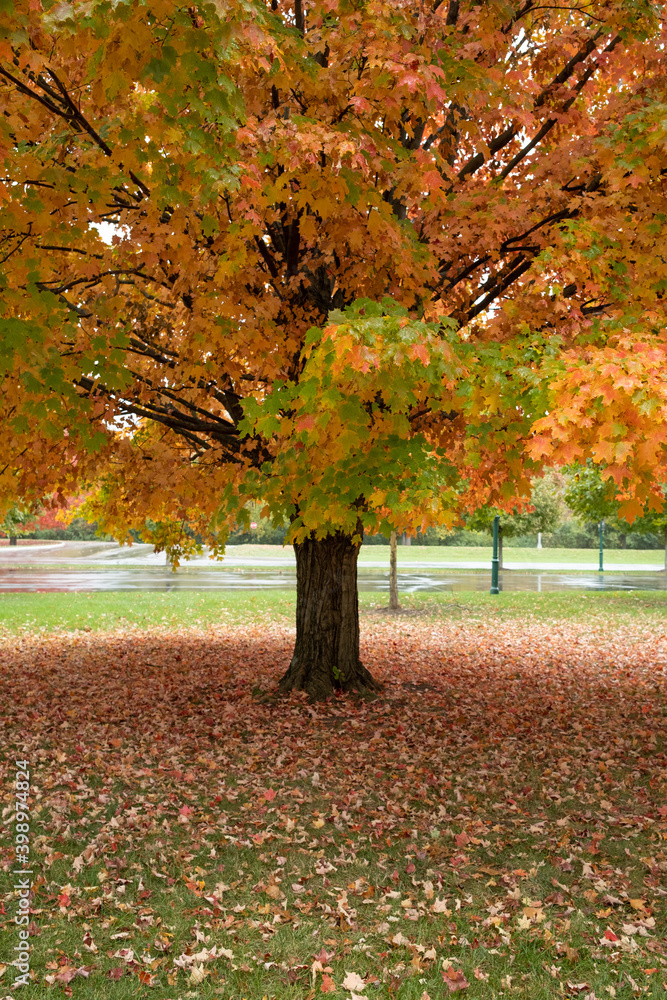 Naklejka premium Sugar Maple Tree with Colorful Leaves in the Autumn