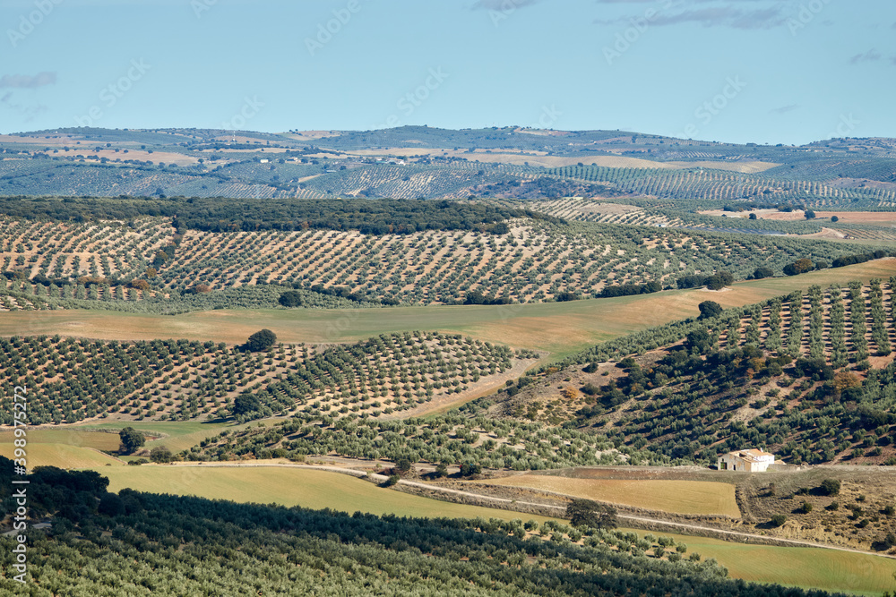 Andalusian countryside landscape with hills planted with olive trees ...