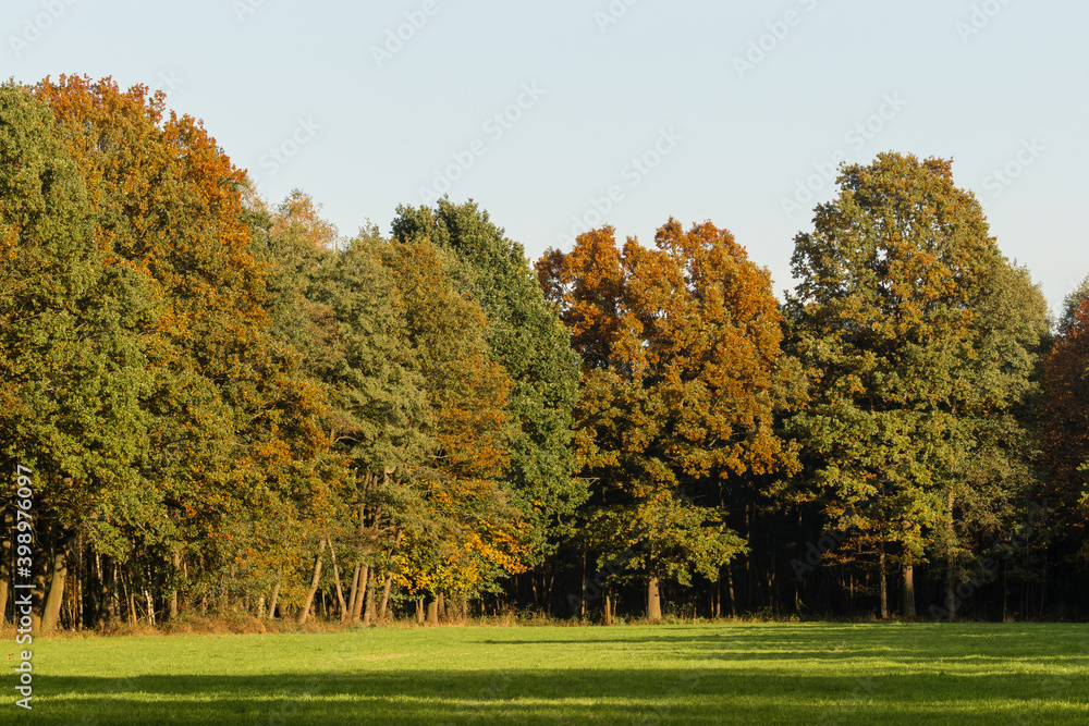 Jesienne kolorowe drzewa w Dolinie Baryczy w Polsce