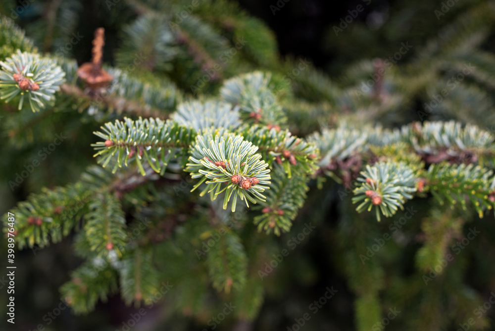 Closeup of fir branches in a christmas tree in the street Closeup of fir branches in a christmas tree in the street