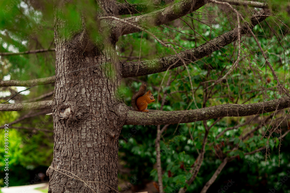 Fototapeta premium red squirrel sitting on a brown tree