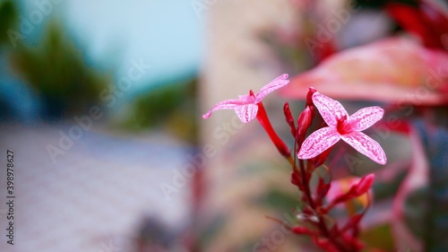 pink flower in the garden