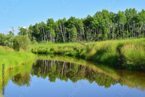 River with high green grass on the banks. The forest is reflected in the water. Bright sunny day.