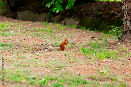 squirrel sits on the ground and nibbles nuts © khanfus