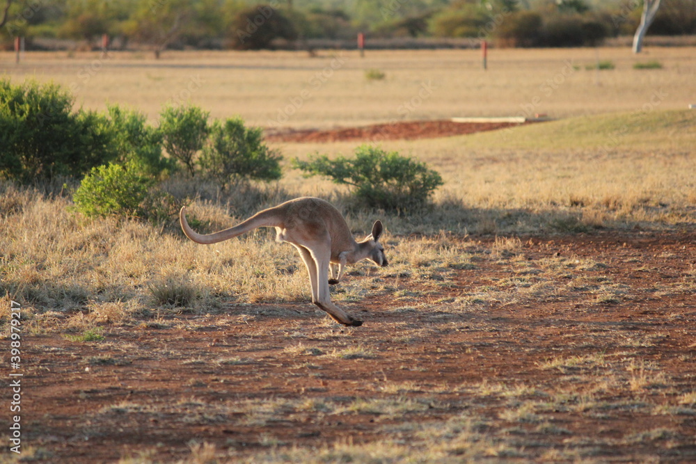 Red Kangaroo in a dry Western Australia landscape at sunset Red Kangaroo in a dry Western Australia landscape at sunset