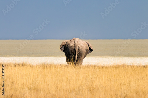 Photography Elephant at the edge of the Etosha Salt Pan