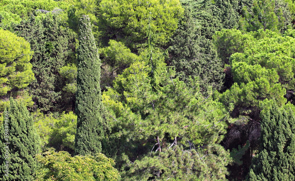 Green thickets of trees in the sunlight