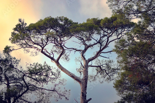 Pine trees on a dirt road Trekking way  on way to Altar of Zeus at Kucukkuyu Assos  Canakkale. Zeus Altar in Kazdagi Mountain at spring morning at Adatepe Village.