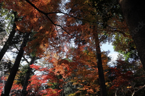 日本・埼玉の紅葉