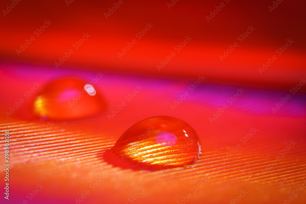 Φωτογραφία Close up shot of water droplet on feather under red and magenta lighting