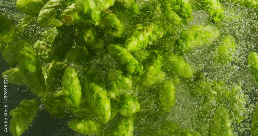 Hops In Water. Hops In Water Close-Up. Preparation Of Hop Mash. Green Hops Falling Into Water Hops In Water. Hops In Water Close-Up. Preparation Of Hop Mash. Green Hops Falling Into Water