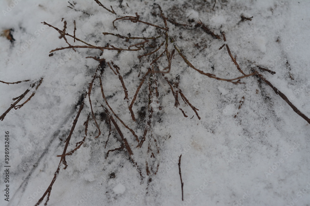 dry branches in the snow, the first snow
dry branches in the snow, the first snow