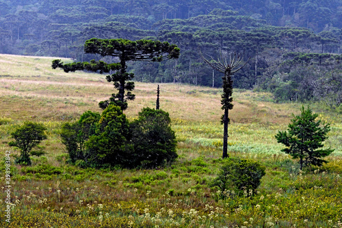 Floresta de Araucária. ( Araucária angustifolia). Rio Grande do Sul. Brasil photo