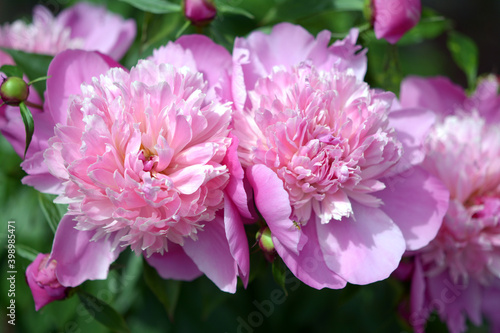 Beautiful Peony flowers