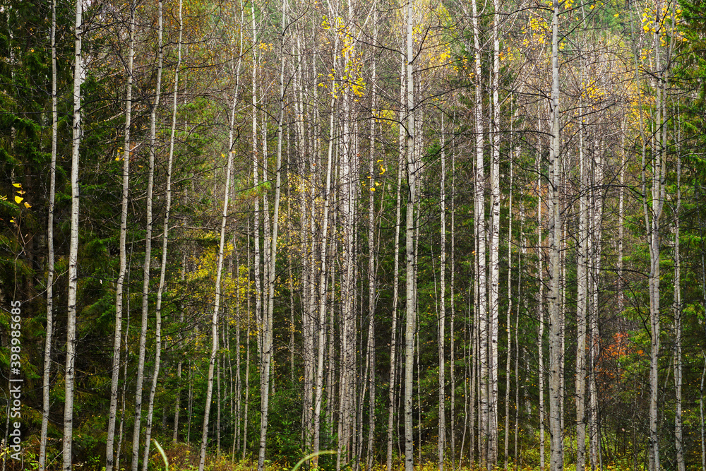 Obraz premium dense taiga autumn yellow forest