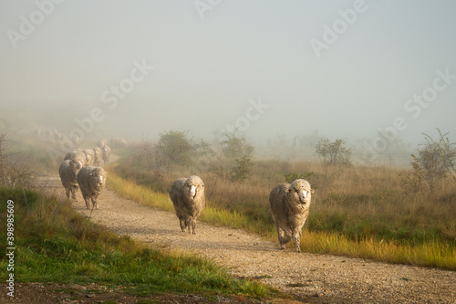 New Zealand merino sheep on the country road in the misty morning