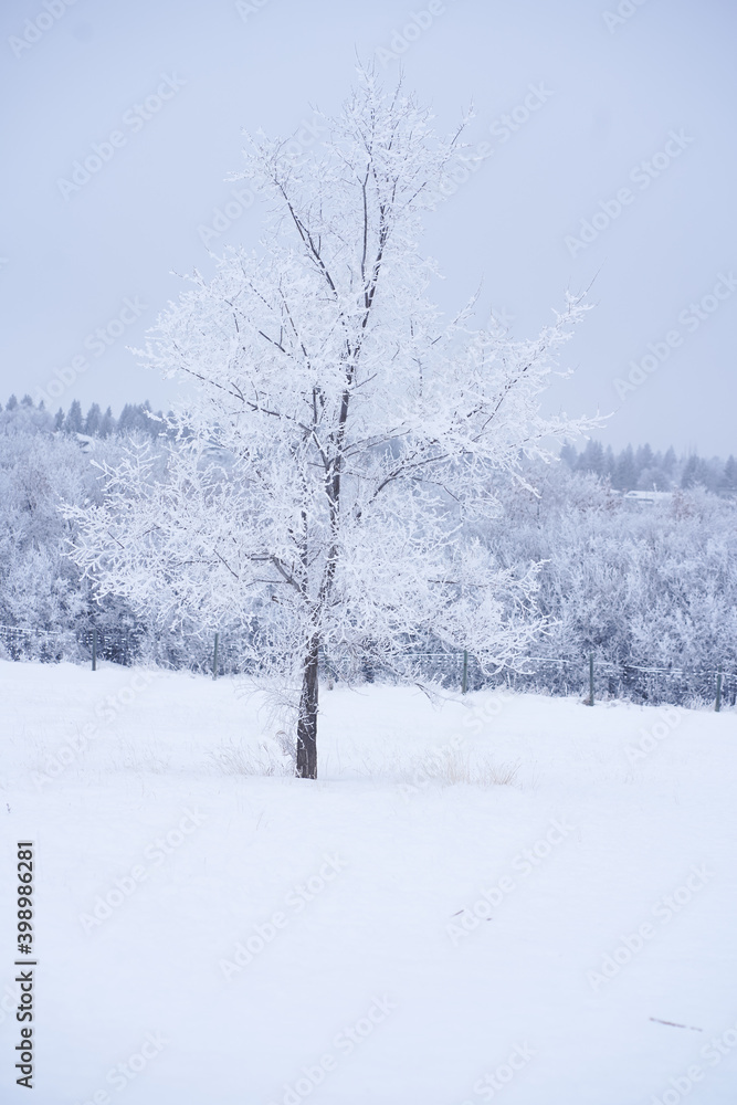 tree in snow tree in snow