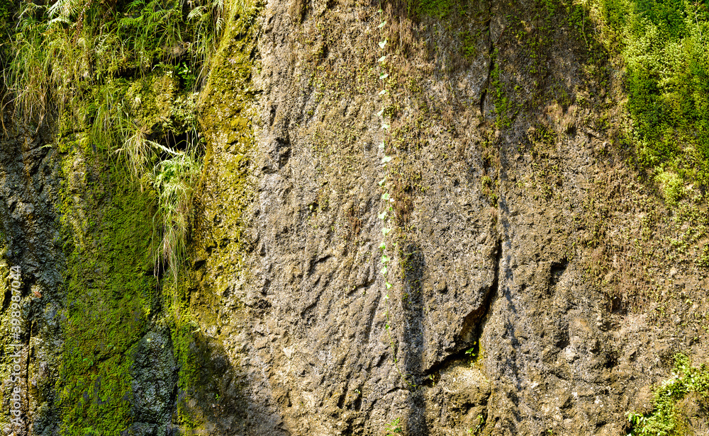 Lush tropical rock garden with different shades of green. Lush tropical rock garden with different shades of green.