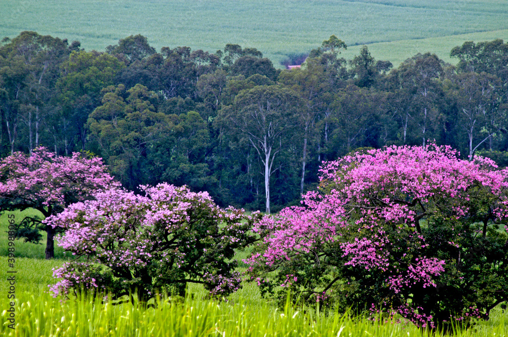 Fototapeta premium Árvore Paineira ( Chorisia speciosa). Sao Paulo