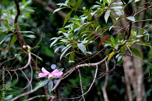 flor quaresmeira-tibouchina granulosa  photo