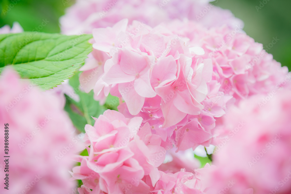 あじさい,紫陽花 あじさい,紫陽花