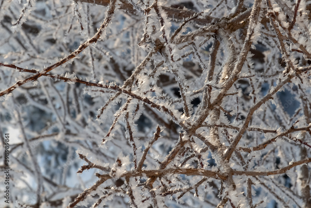 Fresh frost on tree branches on a frosty winter morning. Fresh frost on tree branches on a frosty winter morning.