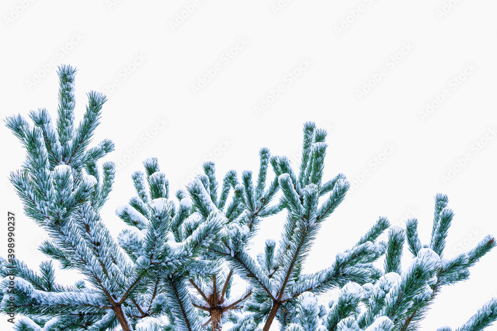 Snow-covered pine tree against the sky in the clouds as a layout for congratulations. The concept of winter mood, celebrating Christmas, New Year
