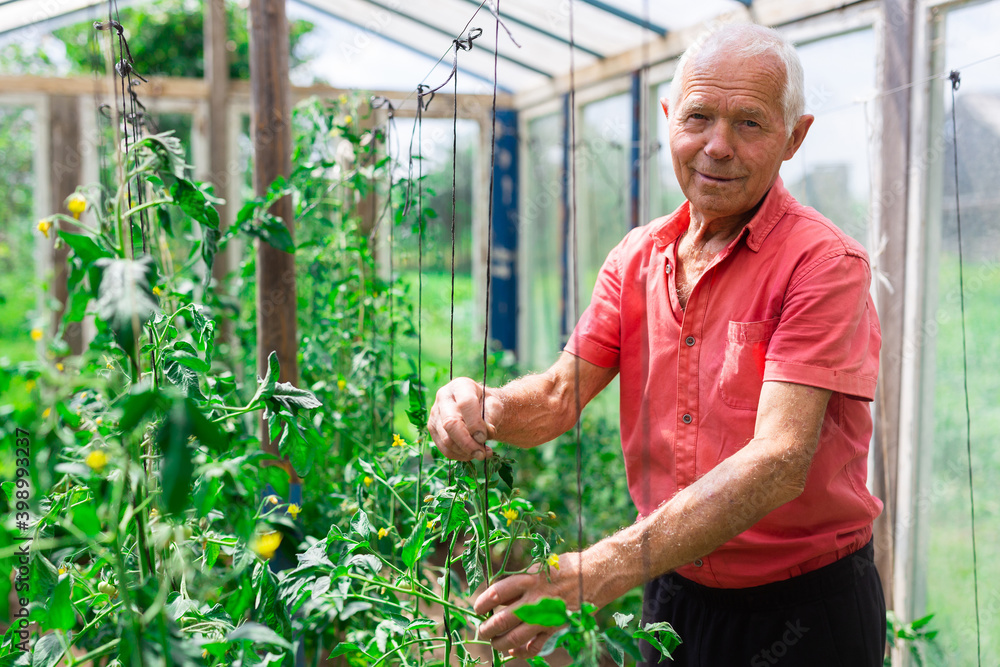 Elderly farmer tending tomato plants in greenhouse Elderly farmer tending tomato plants in greenhouse