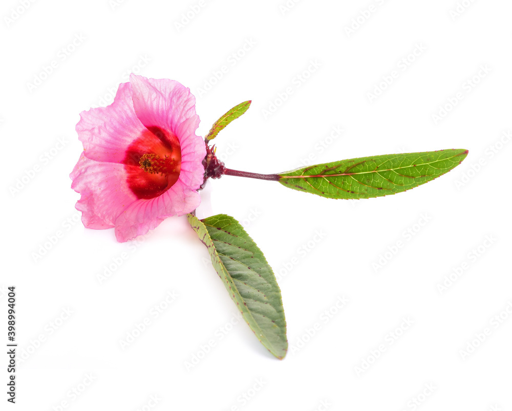 Roselle isolated on white background Roselle isolated on white background