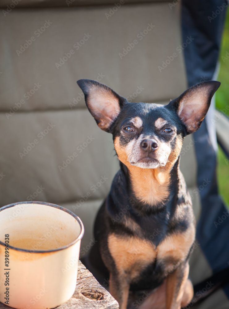 Tourism and camping theme with dog. A cute dog sits outdoors in an equipped camp on a camping chair, looks into the camera