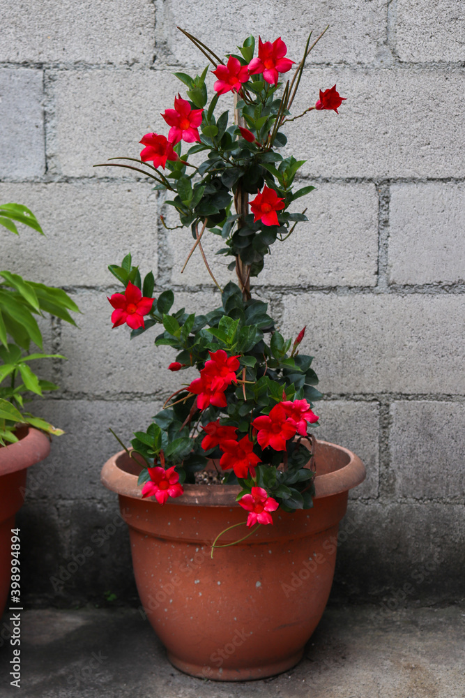 plant with red flowers in a pot