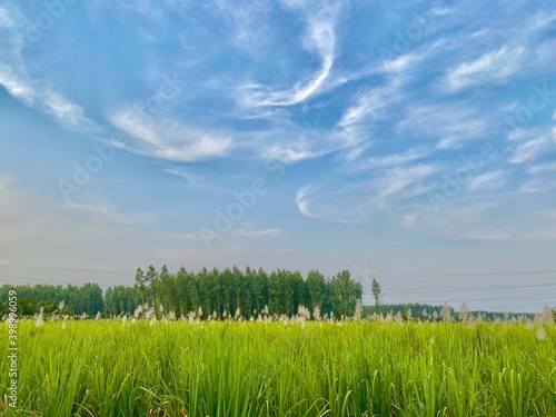 field and blue sky