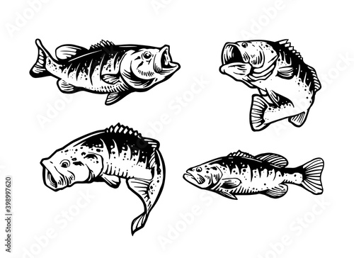 largemouth bass fish illustration photo
