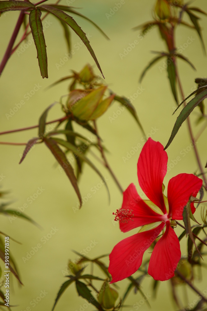 Obraz premium 연꽃