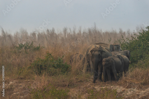 wild asian elephant family or herd with baby elephants or calf at dhikala zone of jim corbett national park uttarakhand india - Elephas maximus indicus