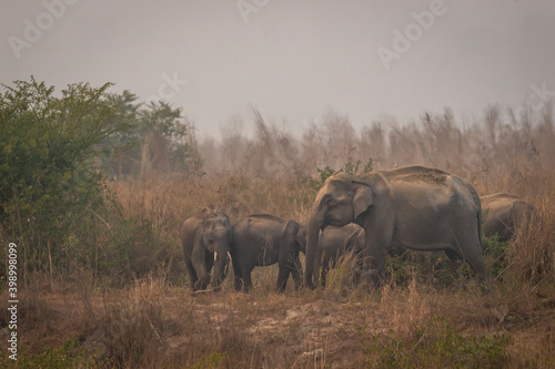 wild asian elephant family or herd with baby elephants or calf at dhikala zone of jim corbett national park uttarakhand india - Elephas maximus indicus