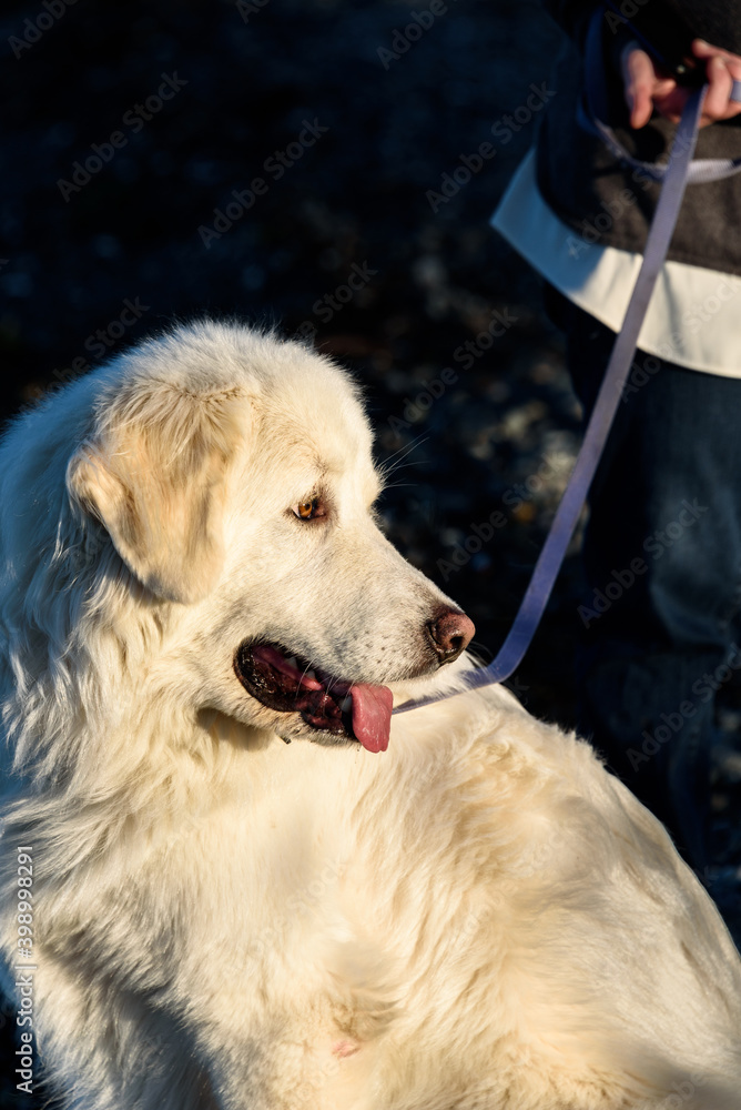 Friendly Great Pyrenees dog on the beach at Birch Bay on a sunny day, Washington State
Friendly Great Pyrenees dog on the beach at Birch Bay on a sunny day, Washington State